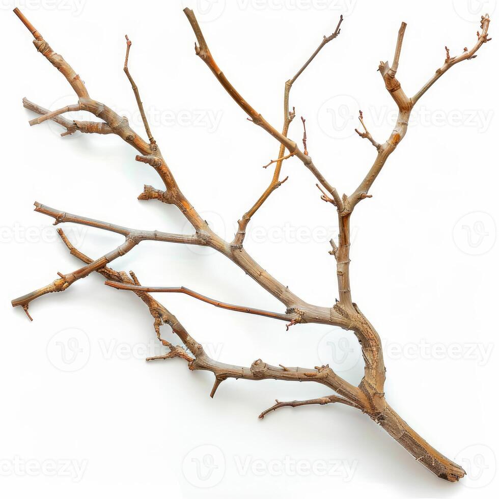 Dry tree branch with small twigs isolated on white background photo