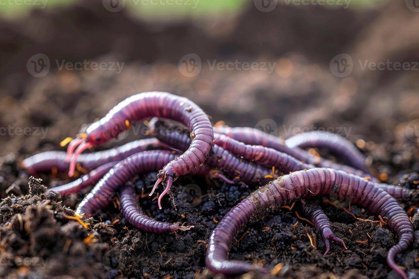 Earthworms crawling in the fertile soil improving its structure photo