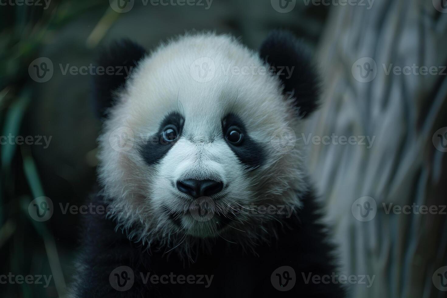 Adorable baby panda cub staring with curiosity in its natural habitat photo