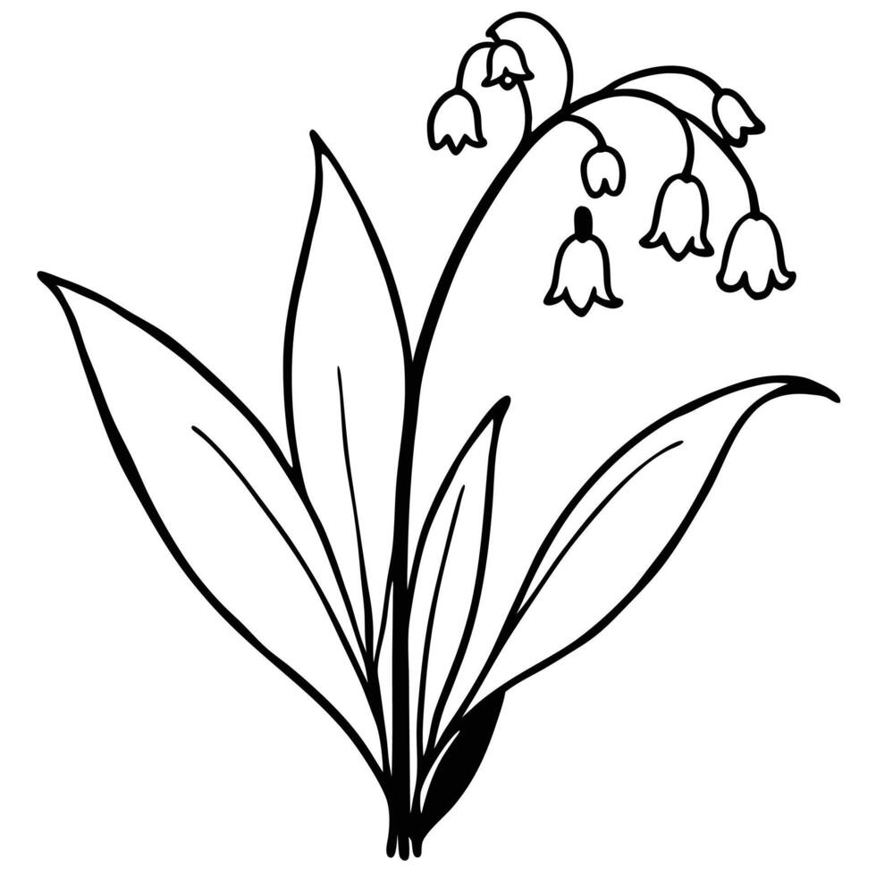 Lily of the valley flower outline simple black and white illustration vector