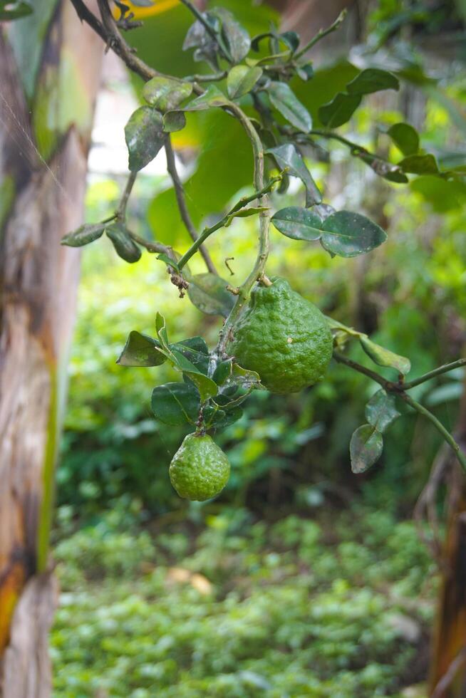 Bergamot fruits on bergamot tree photo