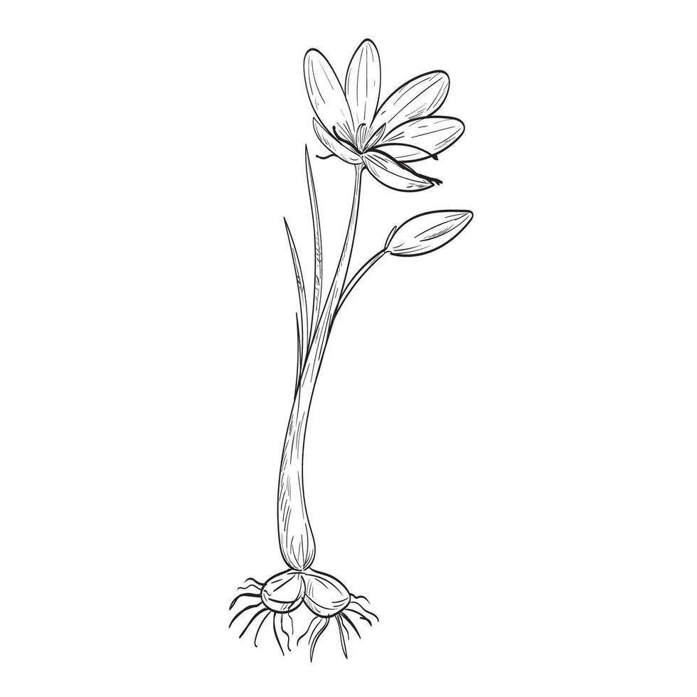 Crocus Sativus Saffron Crocus or Autumn Crocus Drawing vector
