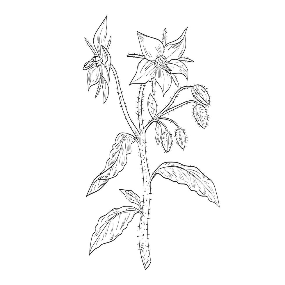 Borage Borago Officinalis or Starflower Flowering Plant Drawing vector