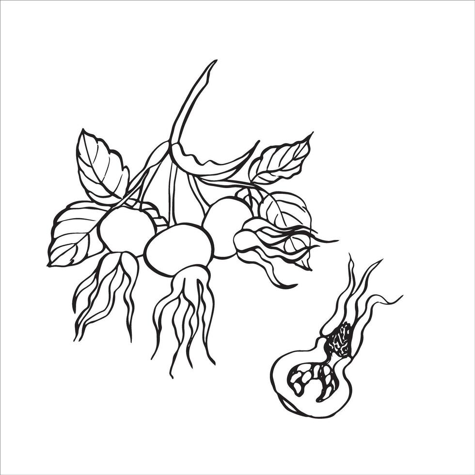Rose hip berries with leaves. hand drawn floral illustration with hips of dog rose in line art style vector