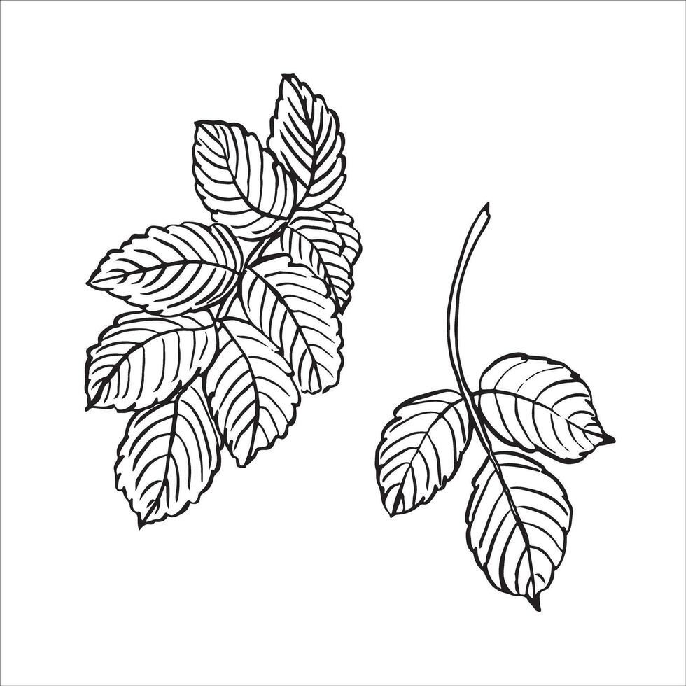 Wild rose leaves. hand drawn floral illustration of rose hip leaf in line art style vector