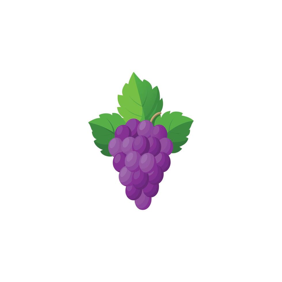Fresh Grape Bunch Illustration on White vector