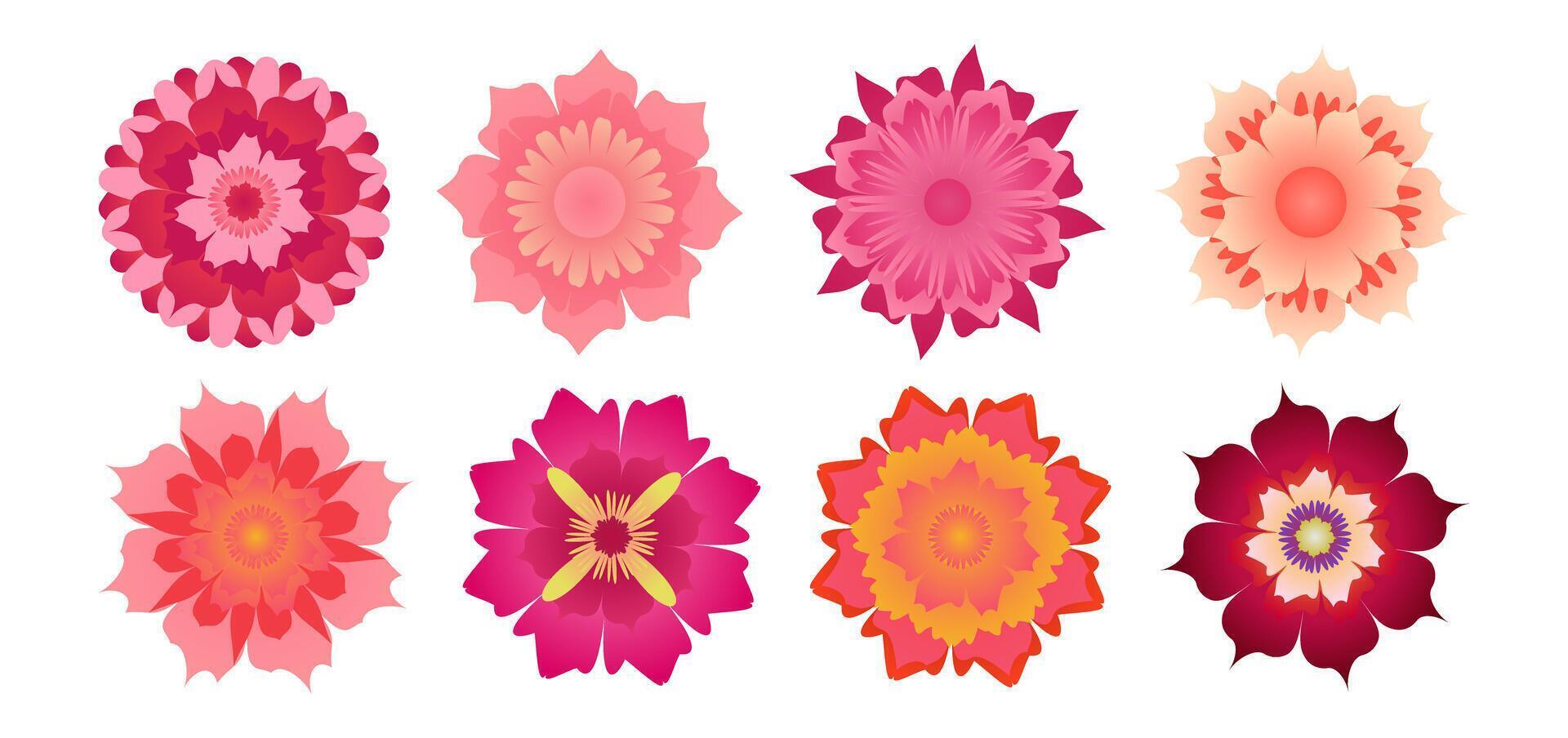 Pink Isolated Flower Collection vector