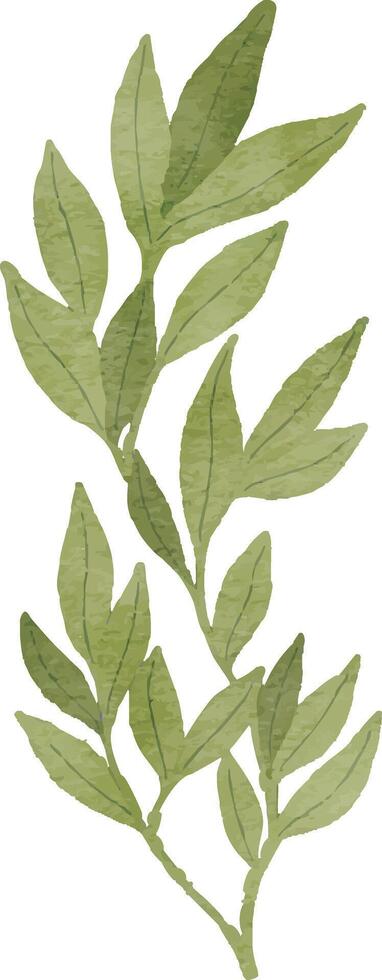 Eucalyptus Branch Illustration vector
