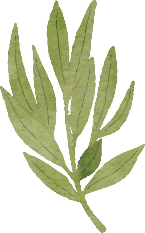Watercolor Green Leaf Clipart vector
