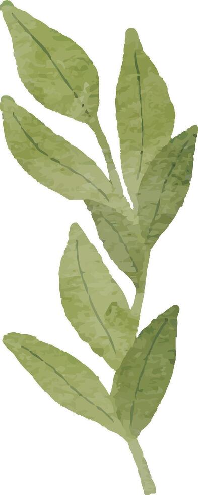 Soft Green Foliage Element vector