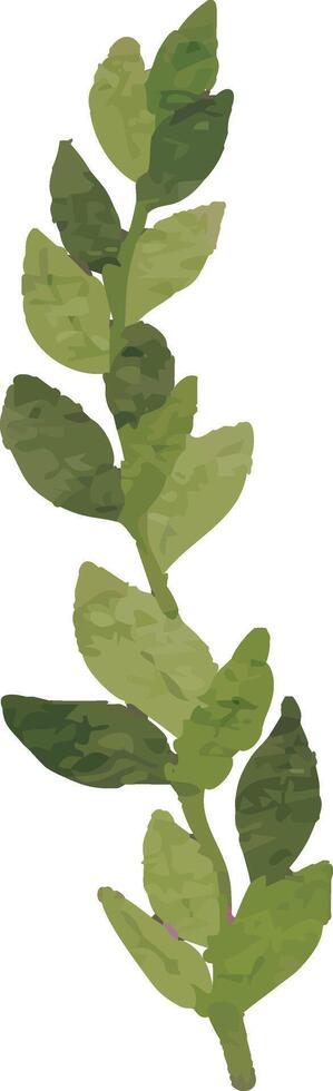 Eucalyptus Twig Watercolor vector
