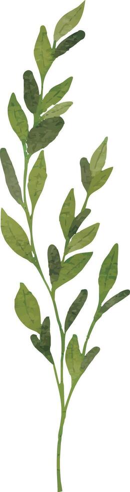 Herb Garden Leaf Drawing vector