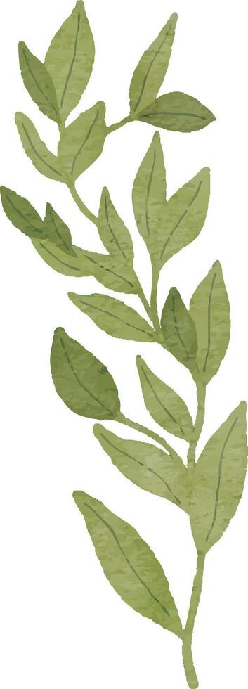 HandDrawn Botanical Branch vector