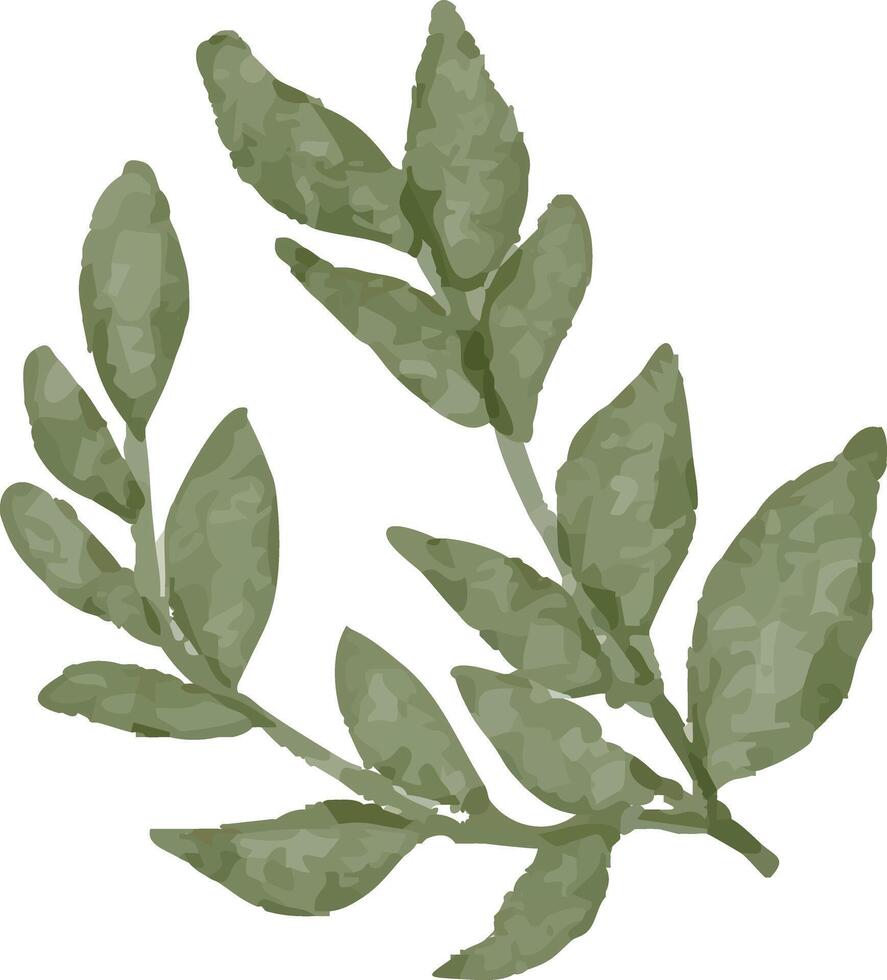 Natural Herb Branch Drawing vector