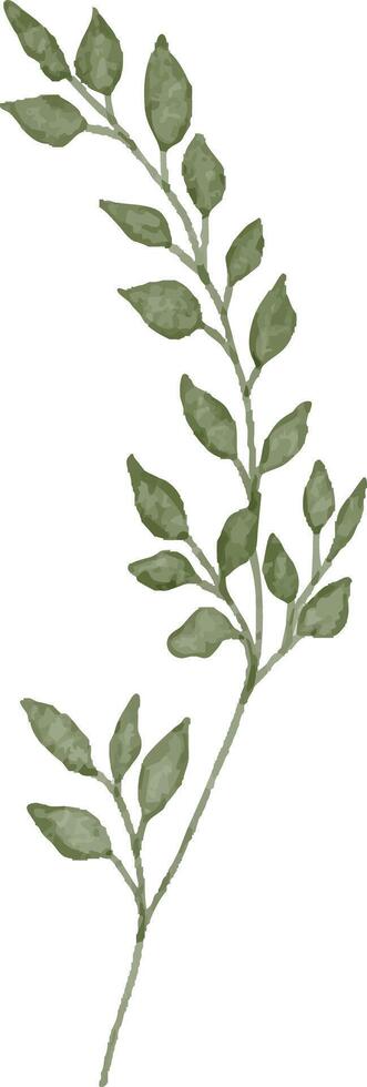 Soft Sage Leaf Illustration vector
