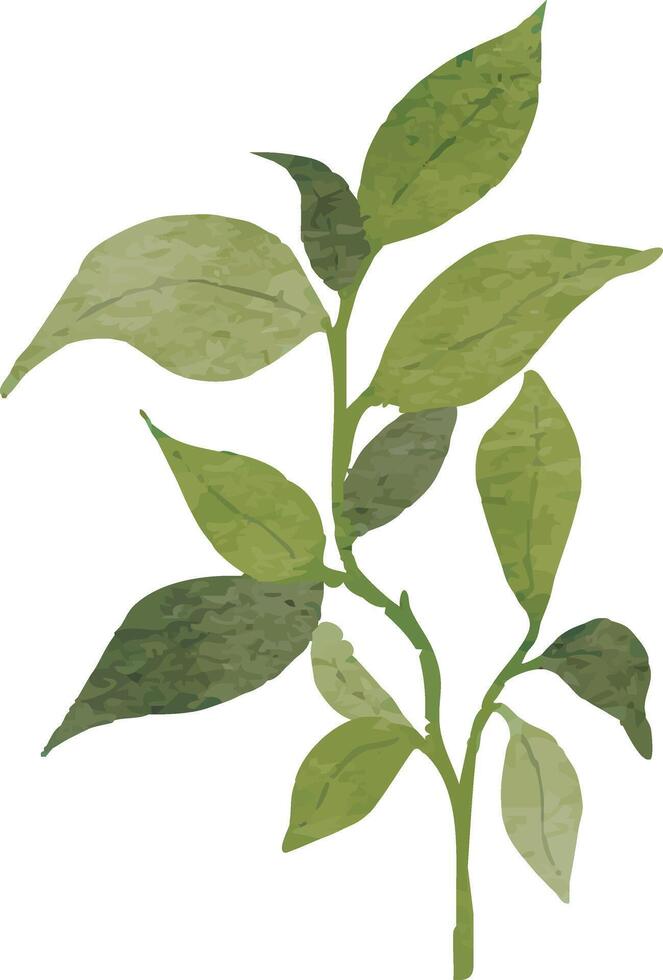 Modern Botanical Illustration vector