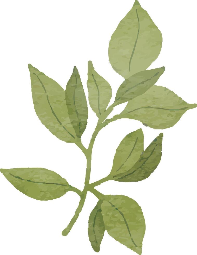 Olive Branch Watercolor vector