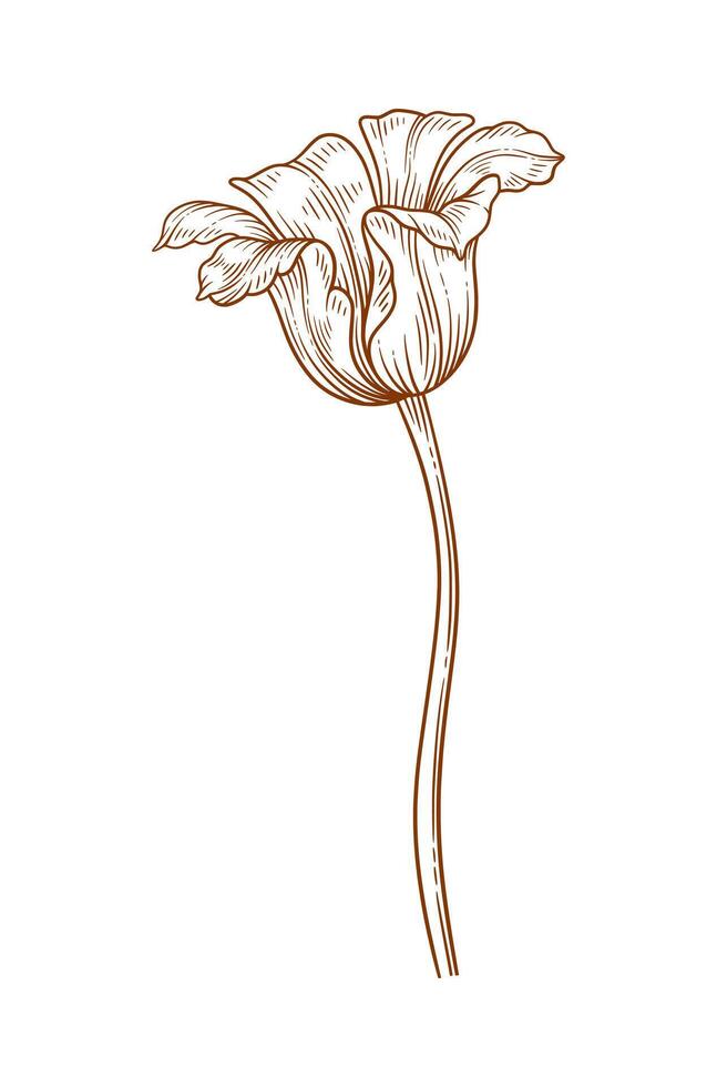 Tulip flower, brown contour. Beautiful spring decor, sketched element for design vector