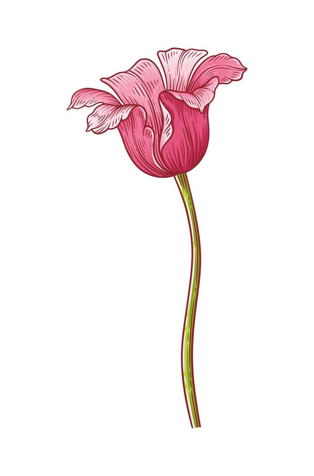 Tulip, simple pink blooming flower isolated on white background. Beautiful spring decor for Easter, Mother Day and Canadian Tulip Festival. Drawing botanical element for design vector
