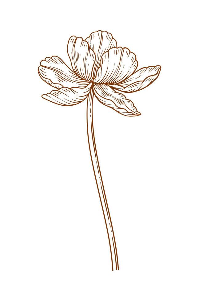 Tulip flower, graceful thin line, brown color. Beautiful spring decor. Drawing element for Easter, Mother Day, Canadian Tulip Festival, illustration vector