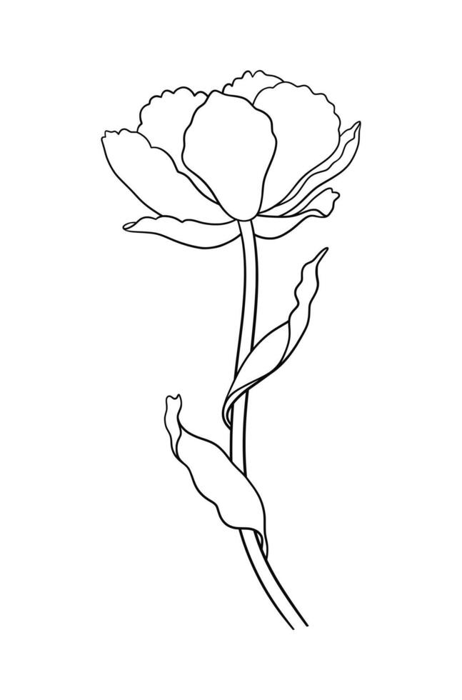 Tulip, contour flower with leaves, minimal style, illustration for design vector