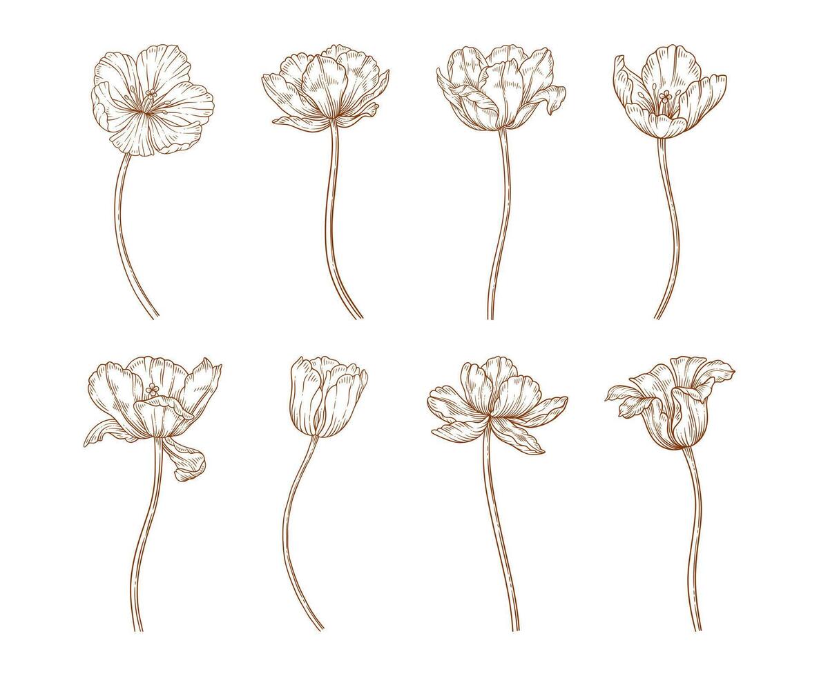 Tulip flowers with stems set, line art style, illustration vector