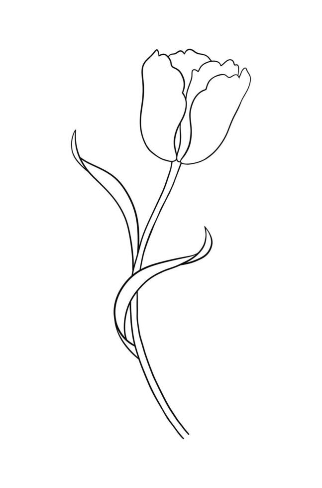 Tulip in black outline. Beautiful sketch flower with leaves, spring decor. Drawing element of minimal style for Easter, Mother Day, Canadian Tulip Festival vector