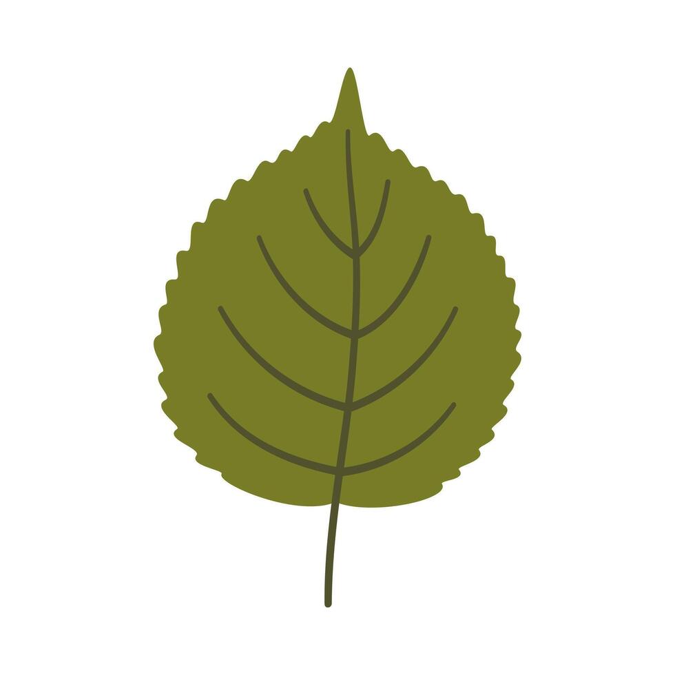 Linden leaf in dark green color, illustration vector