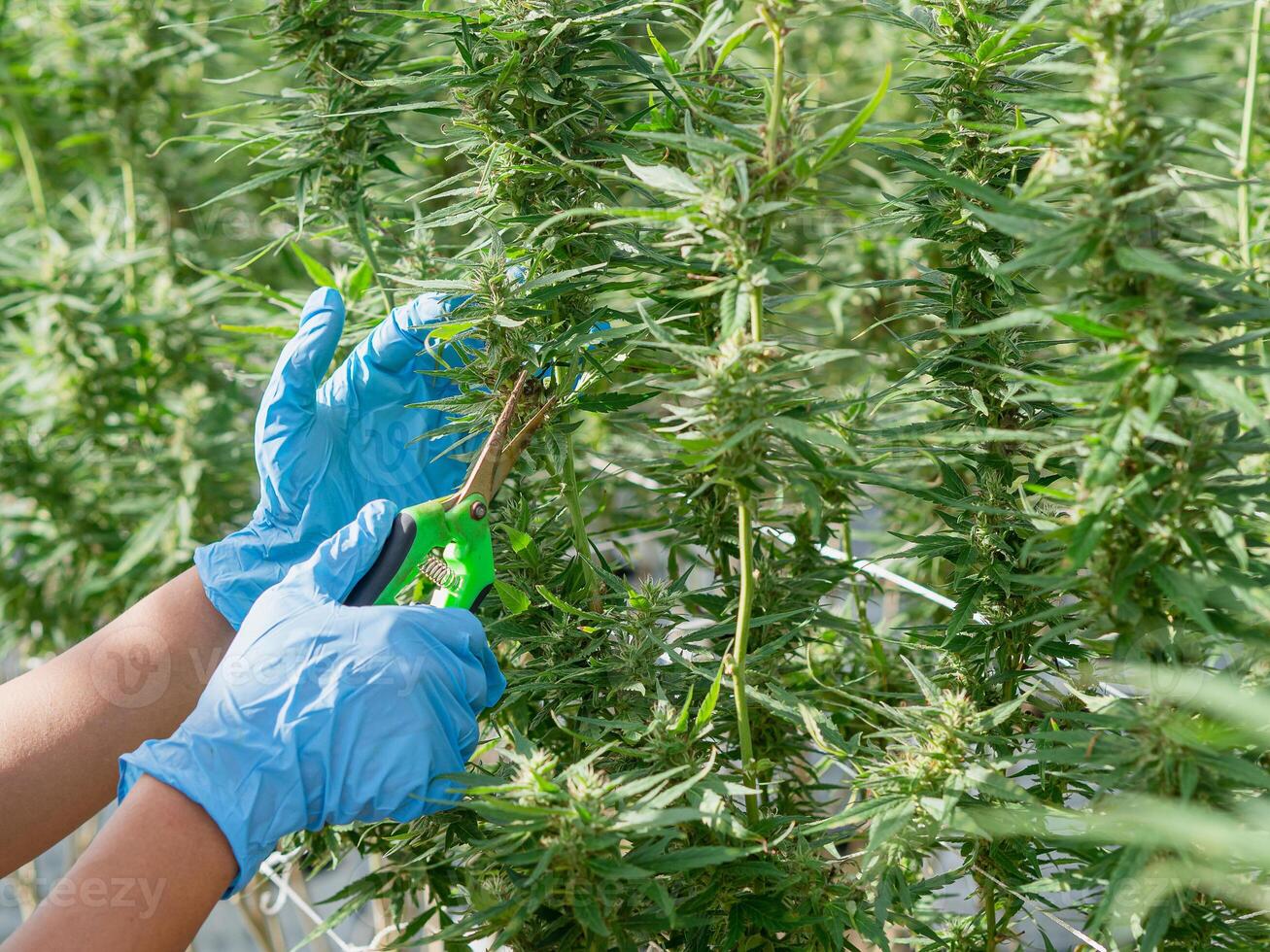 Close-up of a worker using scissors to cut fresh cannabis buds. photo