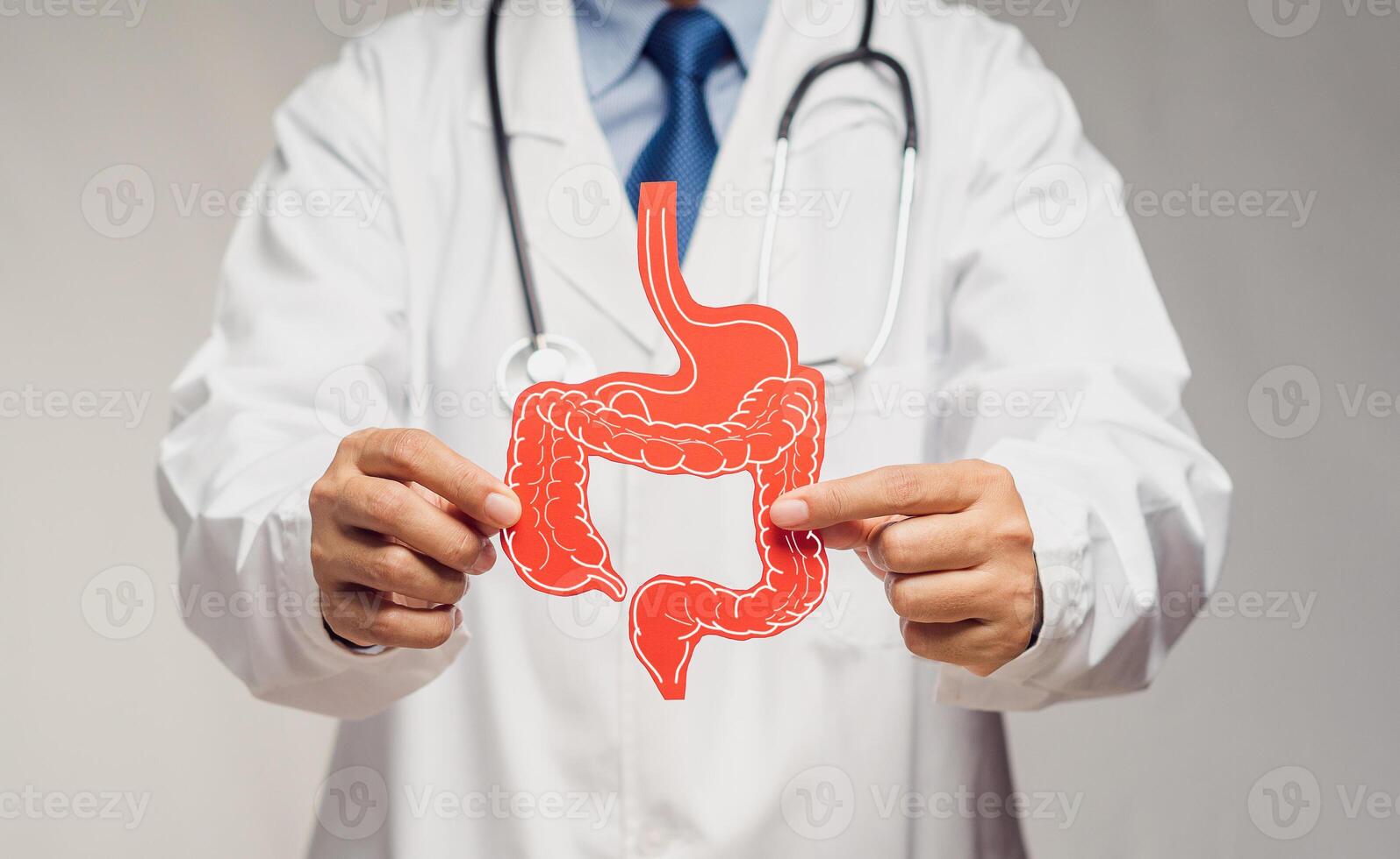 Close-up of a doctor holding a intestine symbol made from red paper while standing on a gray background. photo