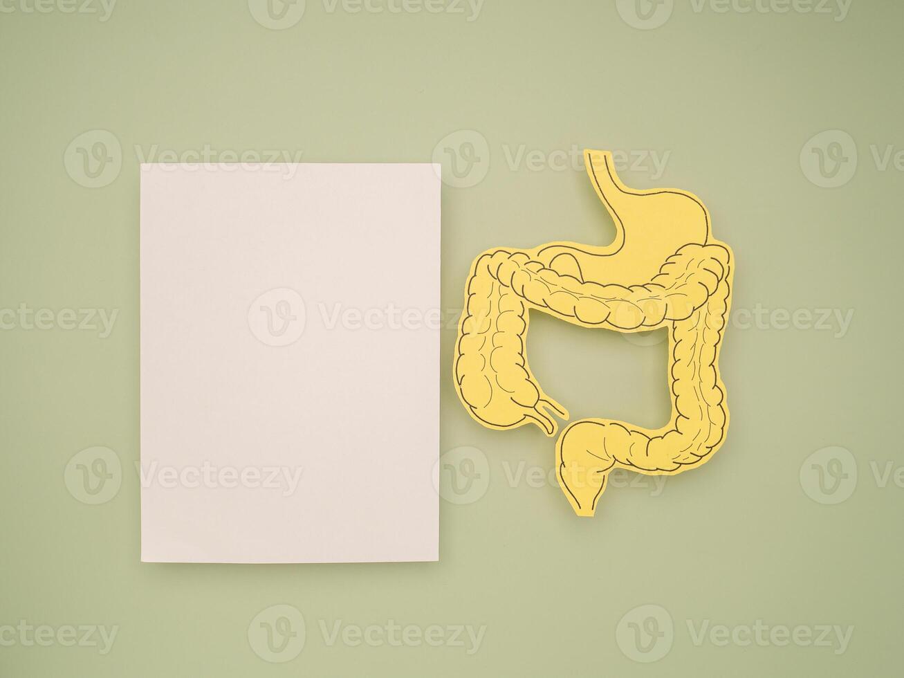 Intestine symbol made from paper and a blank white paper on a green background photo