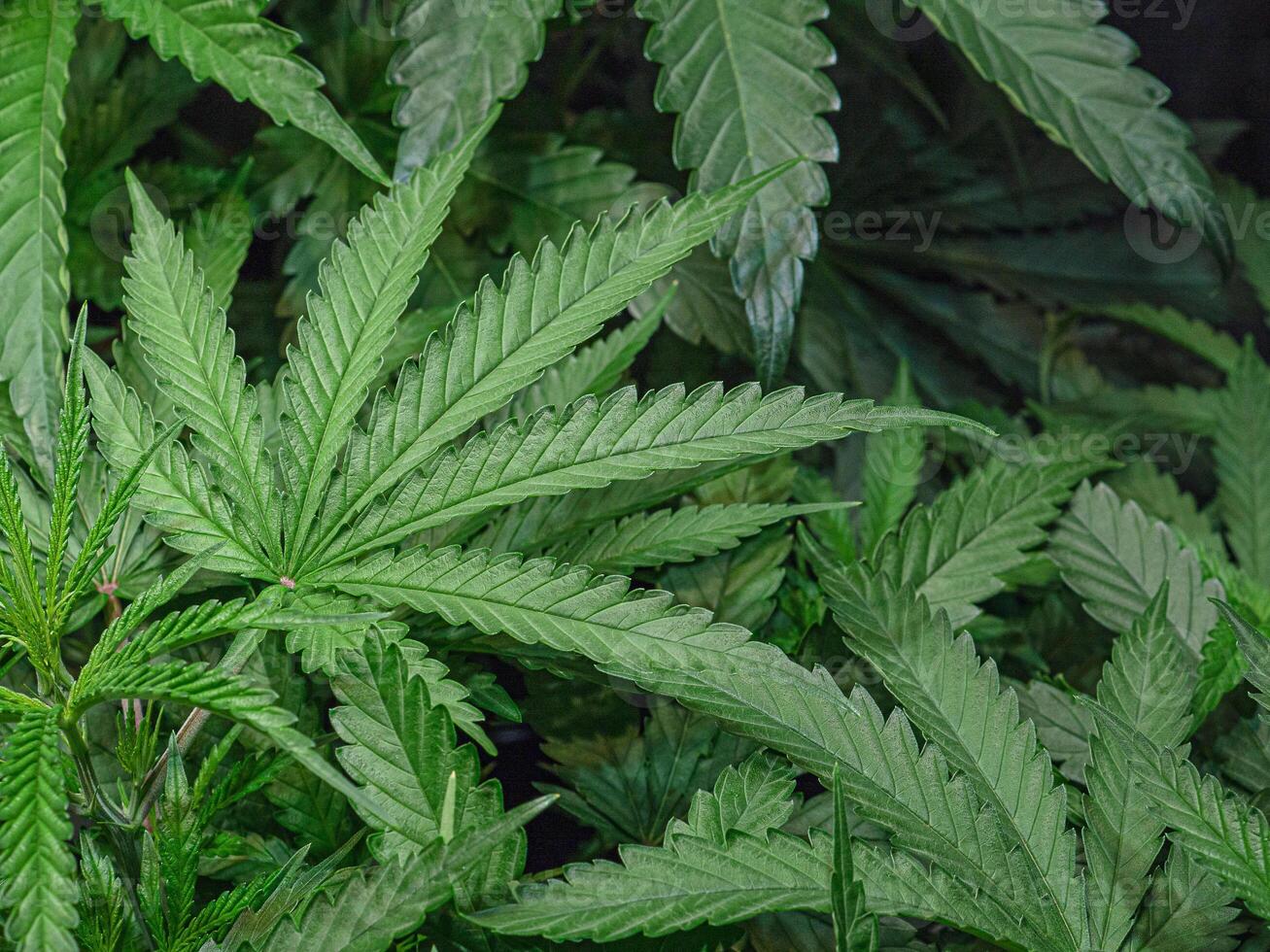 Close-up of cannabis plants herb on the farm. Top view. photo