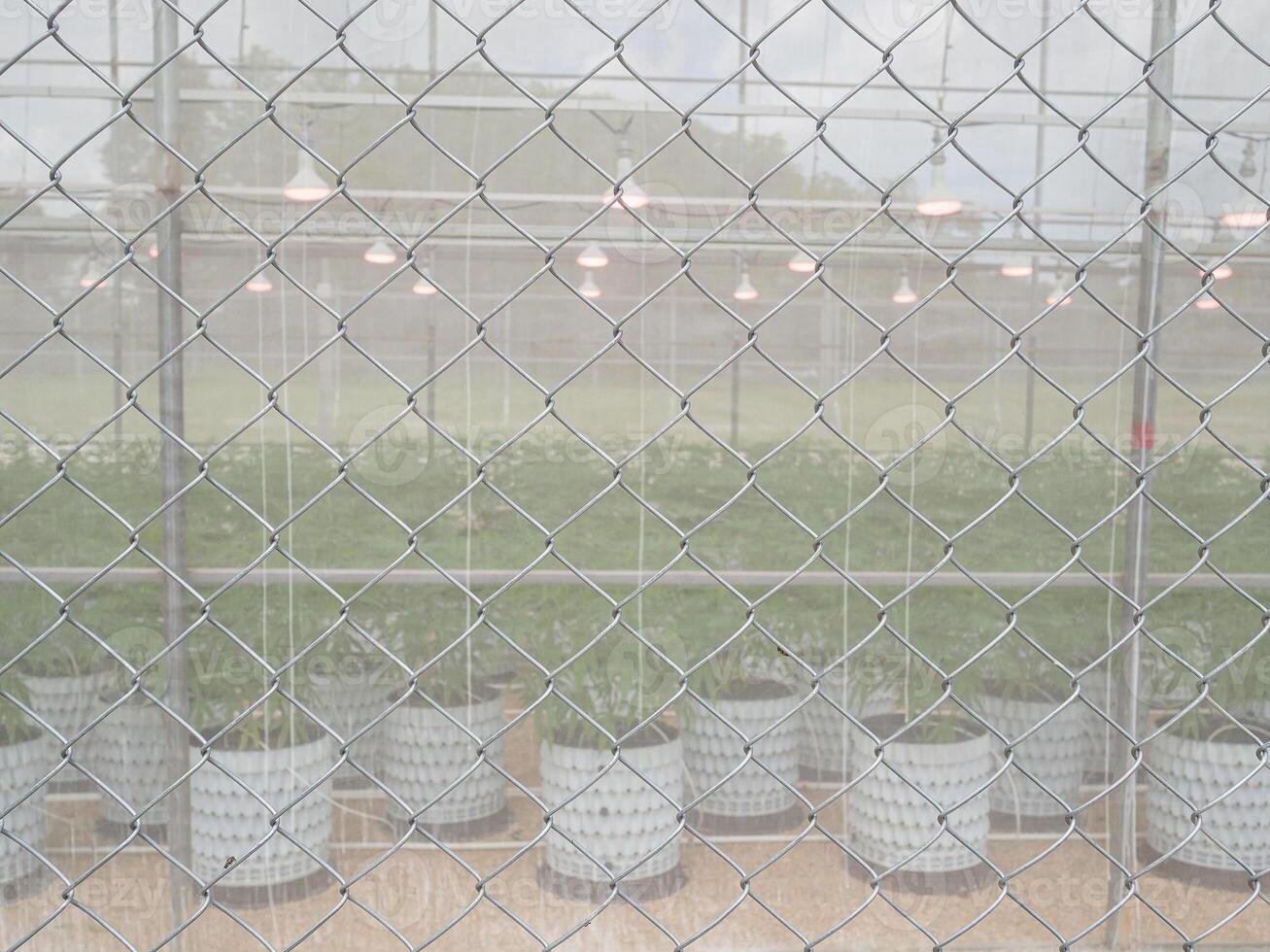 Close-up of cannabis commercial growing operation in the greenhouse. photo