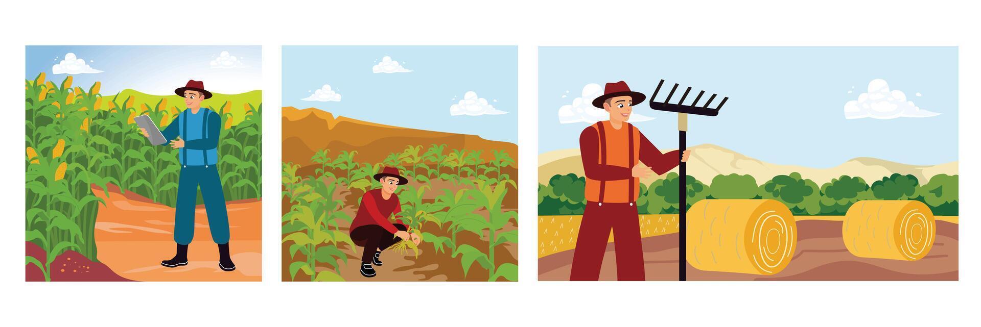 A farmer in a corn field, monitoring and checking crops, making hay in the field. vector