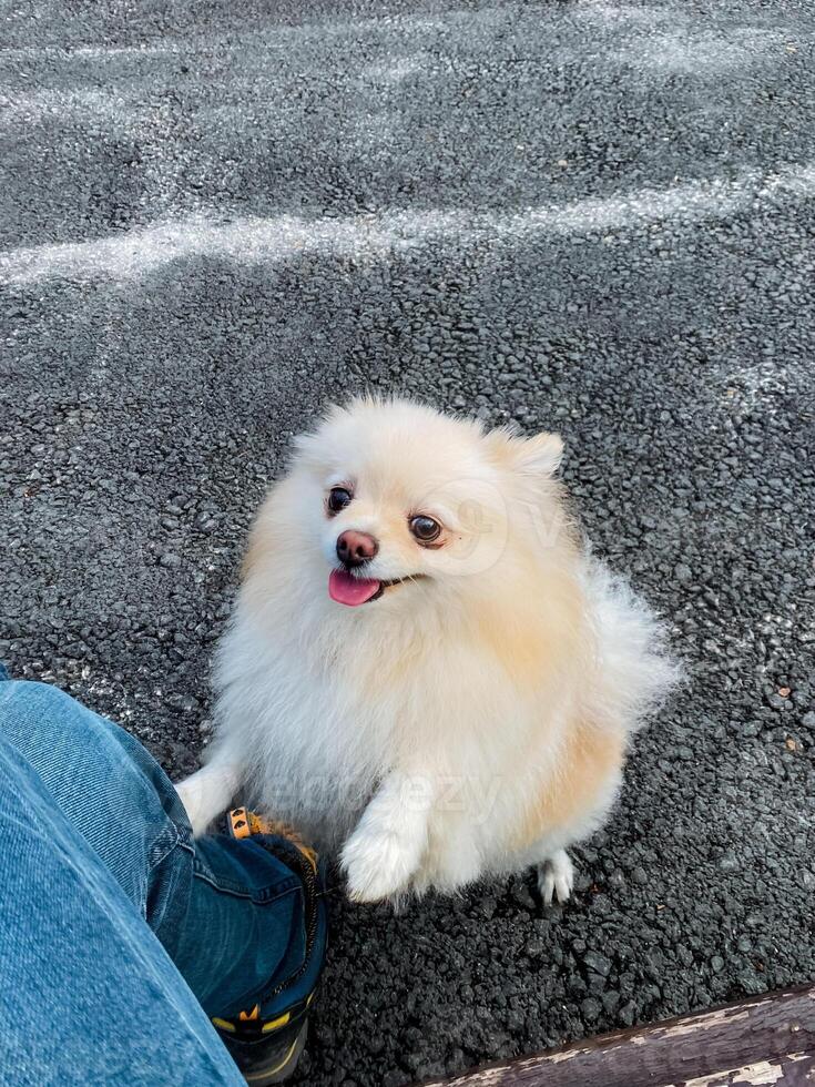 An adorable Pomeranian dog is playfully interacting with its loving owner outdoors, showcasing their cheerful bond during a funfilled playtime in natures beauty photo