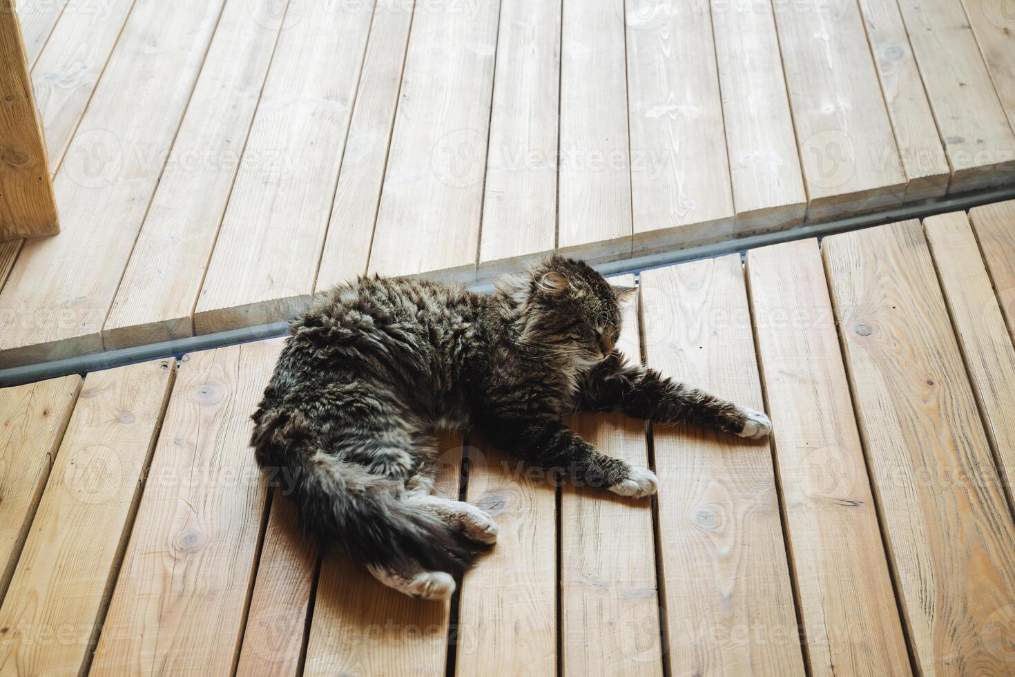 A cute and fluffy cat is comfortably laying on a beautiful wooden floor, thoroughly enjoying its cozy surroundings while basking in the warm sunshine streaming through the window photo