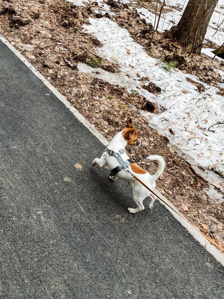 A Playful Dog Joyfully Enjoying a Leisurely Walk on a Snowy Path Surrounded by Vibrant Nature and Lush Woods, Spreading Happiness and Friendly Energy Where It Goes photo