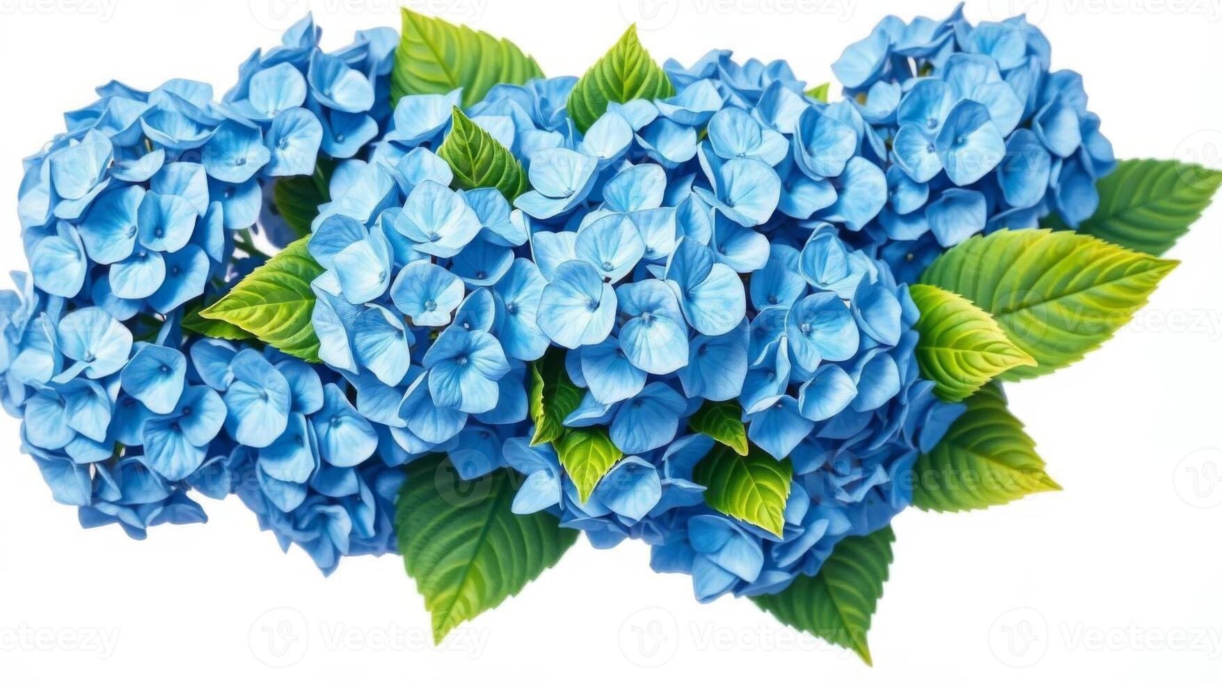 Captivating blue hydrangea blossoms with lush green leaves on white background photo