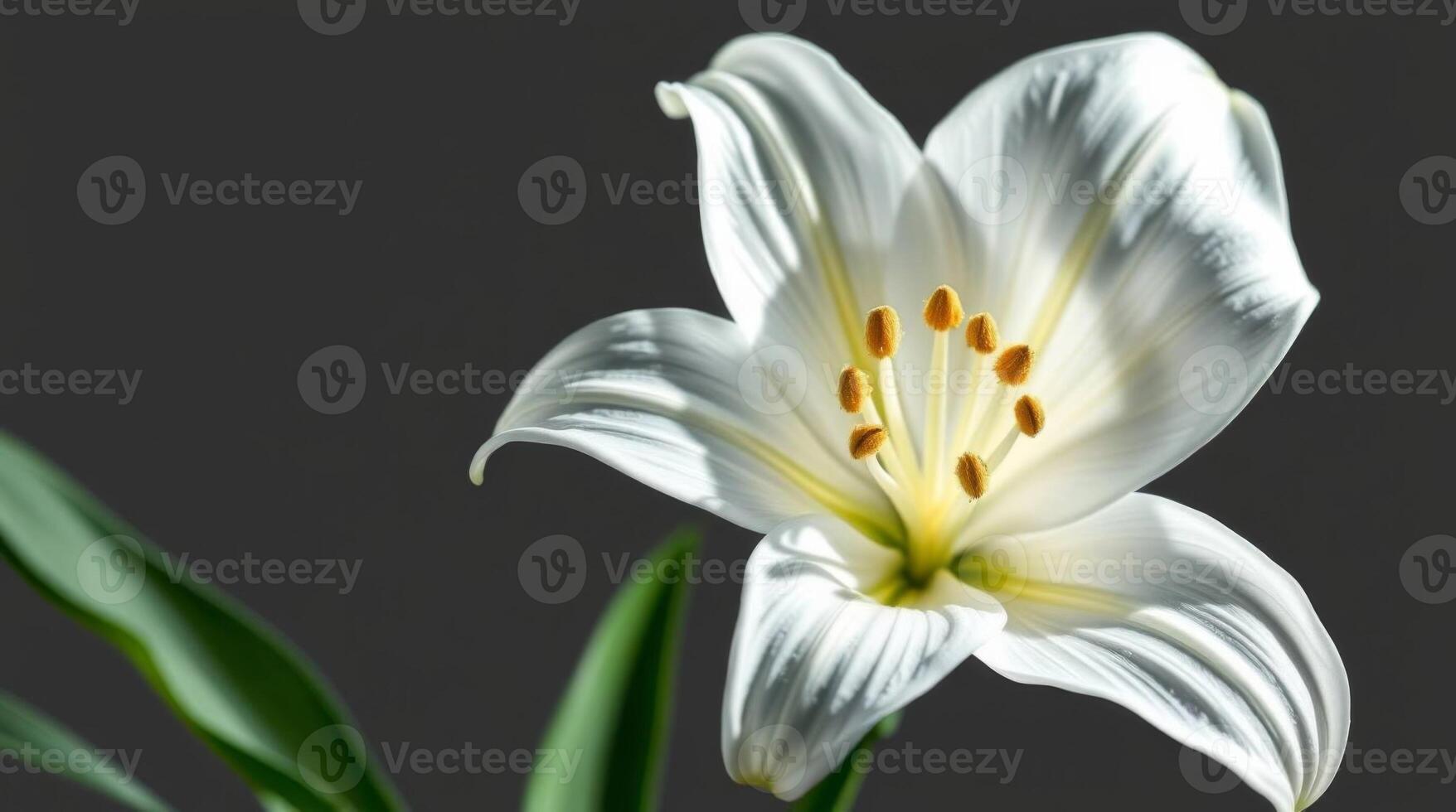 Elegant White Lily Flower Blossom with Golden Stamens on Gray Background photo