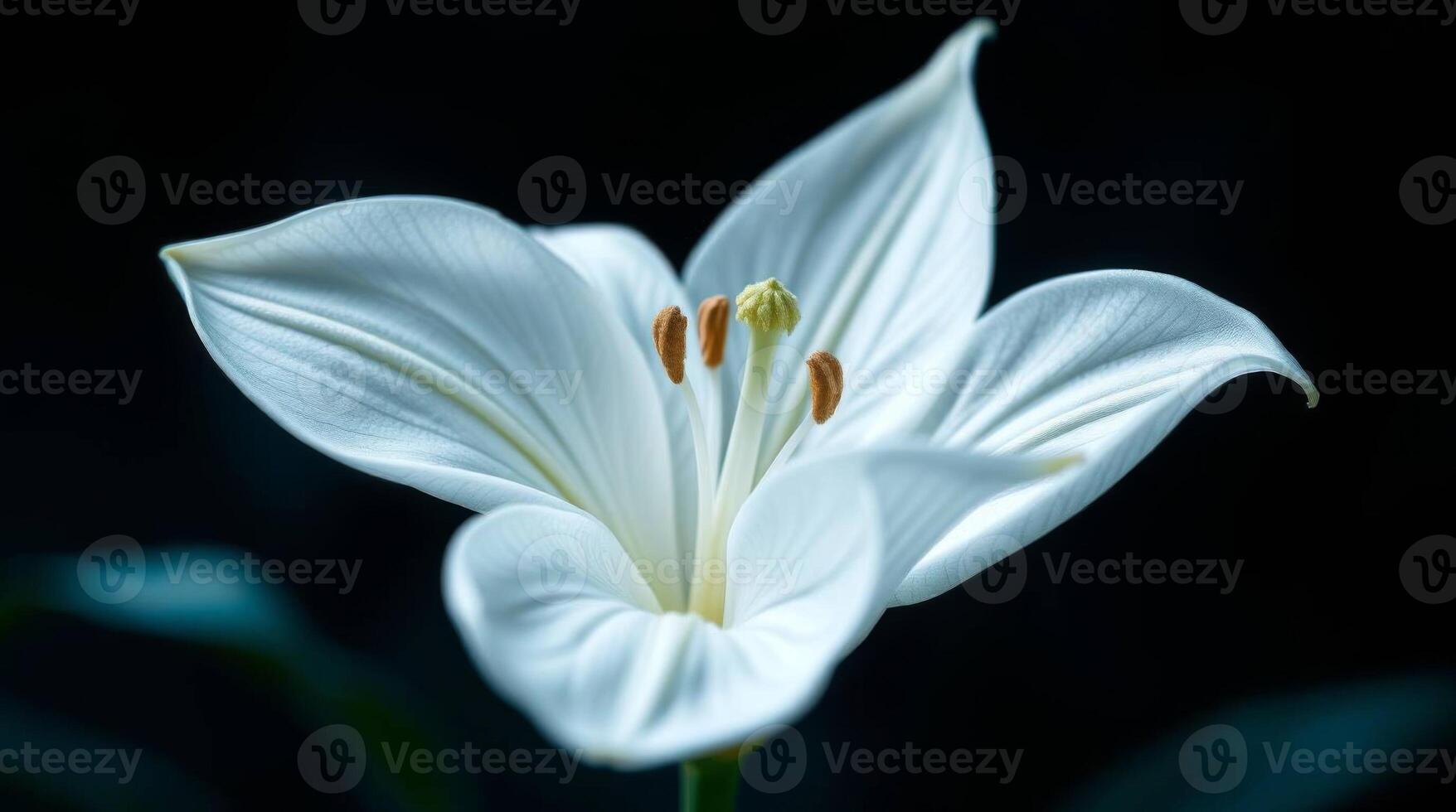 Elegant white lily flower blossom with detailed petals and stamen photo