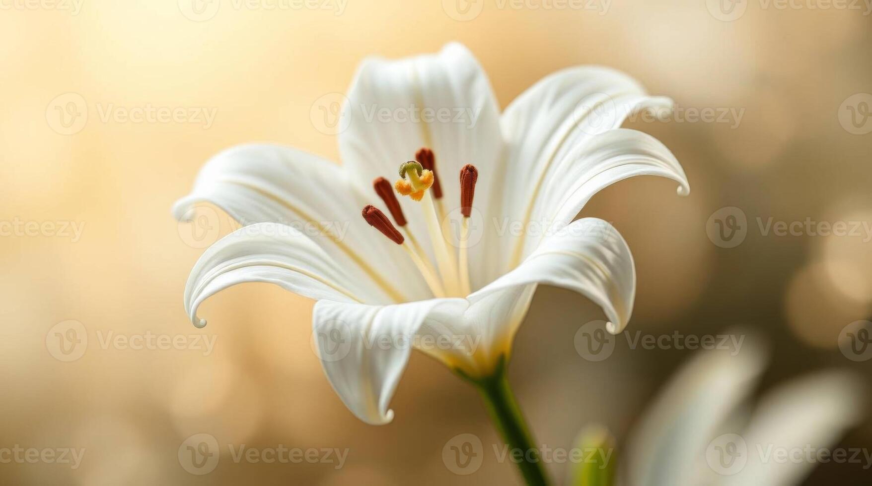 Close up of a pristine white lily flower with intricate details and soft light photo
