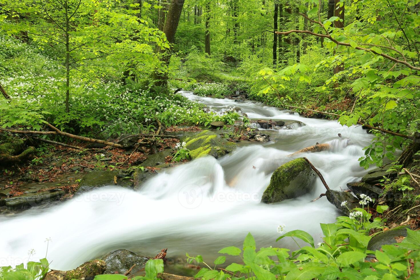 A forest stream flowing among the greenery photo