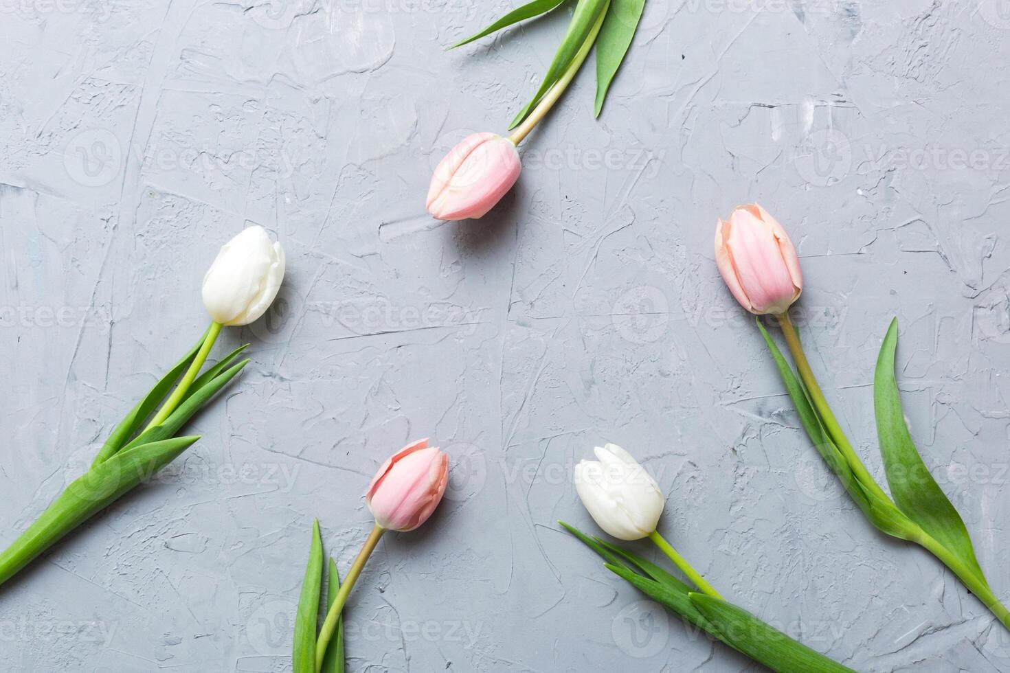 Pink and white tulips on colored holiday frame Background. Floral spring background for March 8, birthday, mother's day. copy space top view flat lay photo