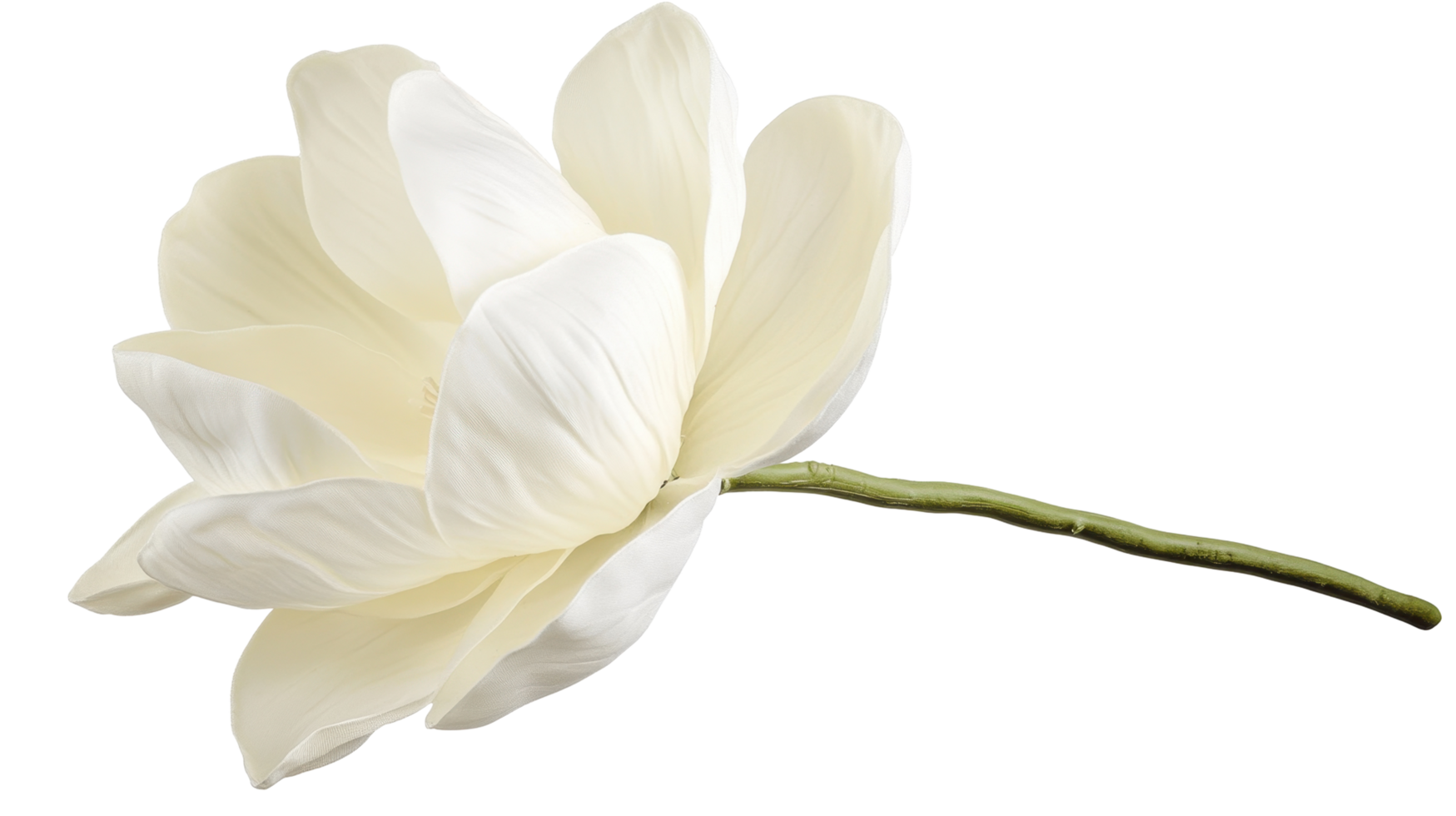 Delicate white flower, graceful petals, elegant form. png