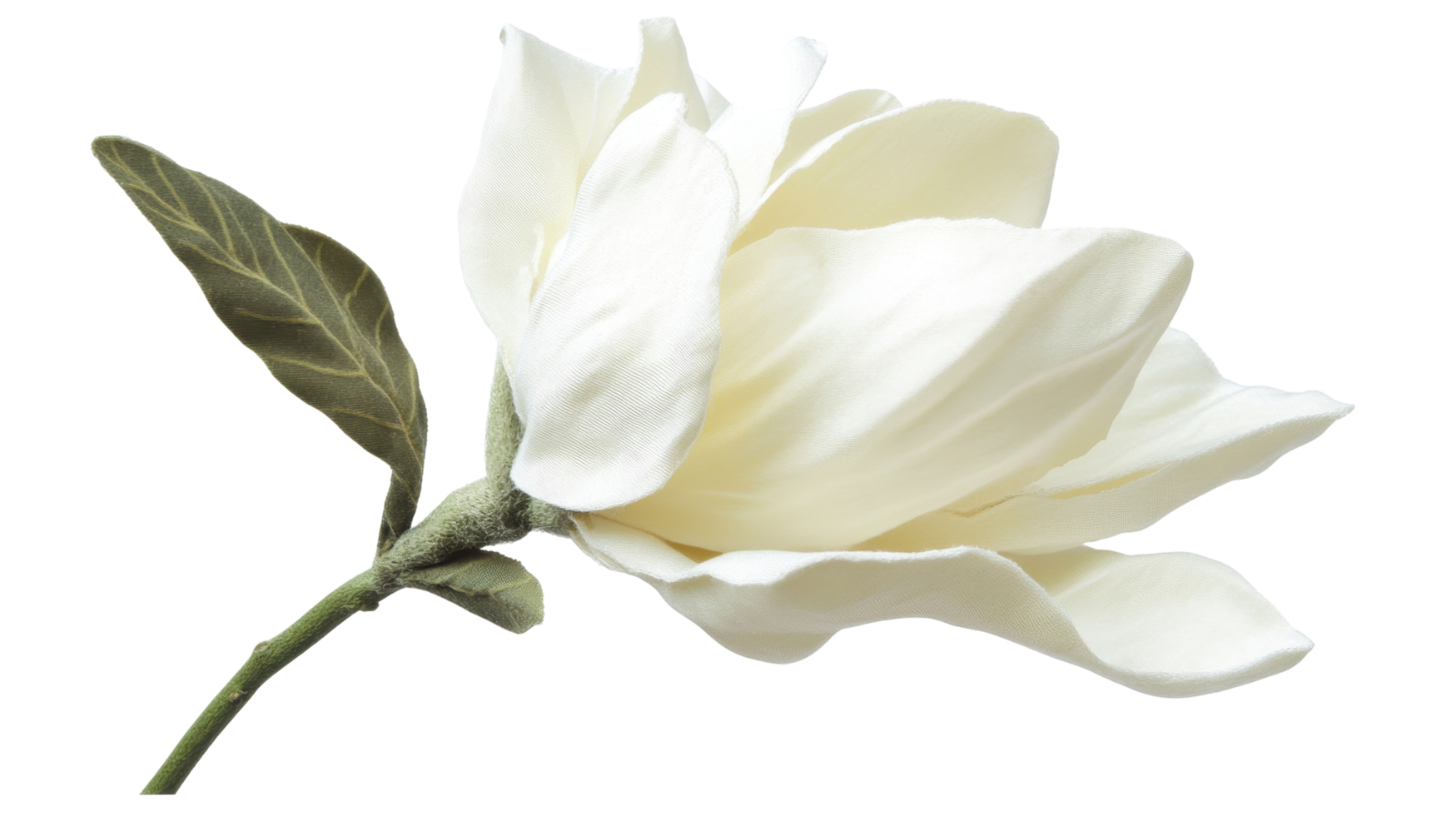 Close up view of a delicate white magnolia blossom. png
