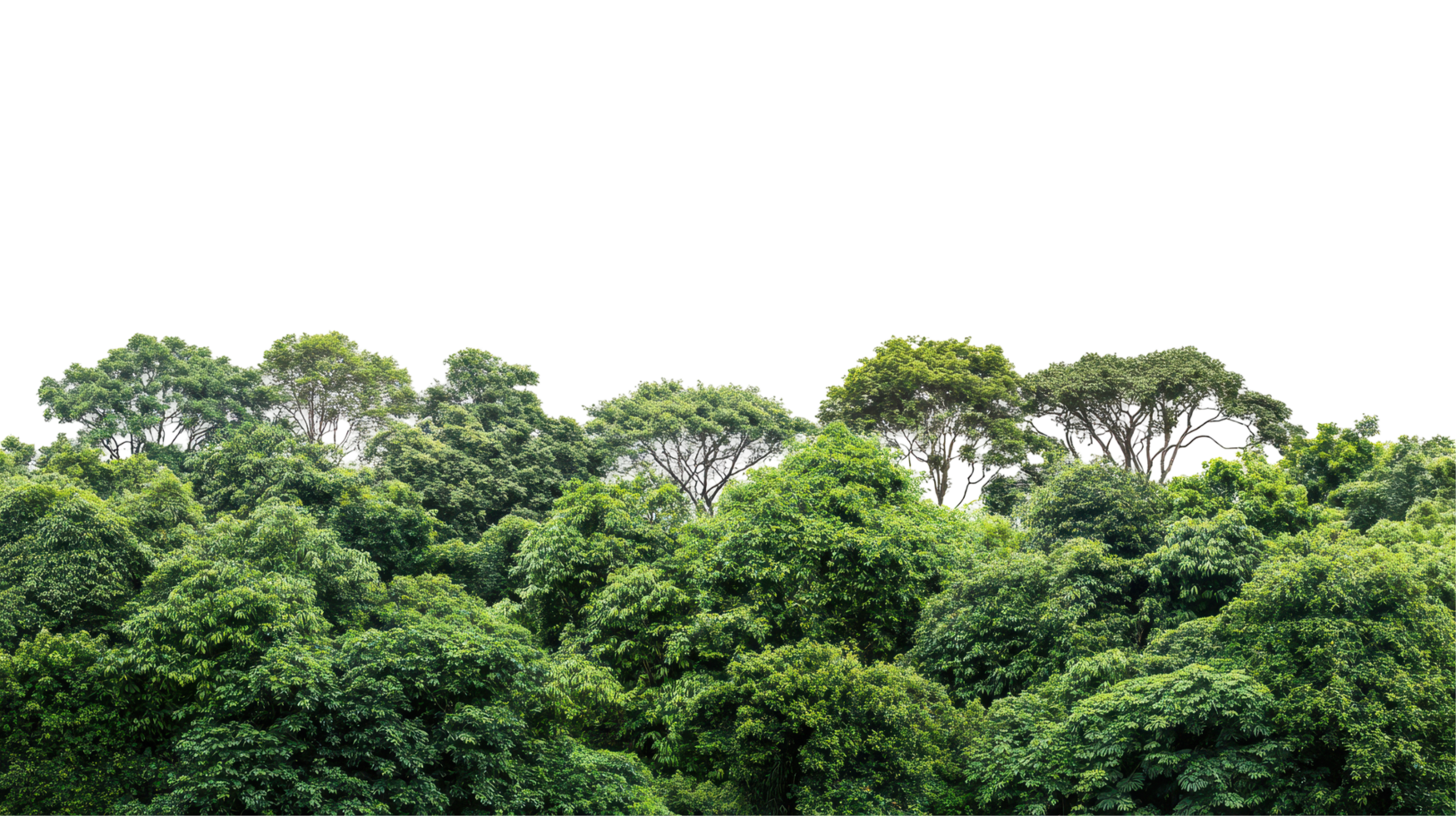Lush forest canopy seen from above, vibrant green foliage. png