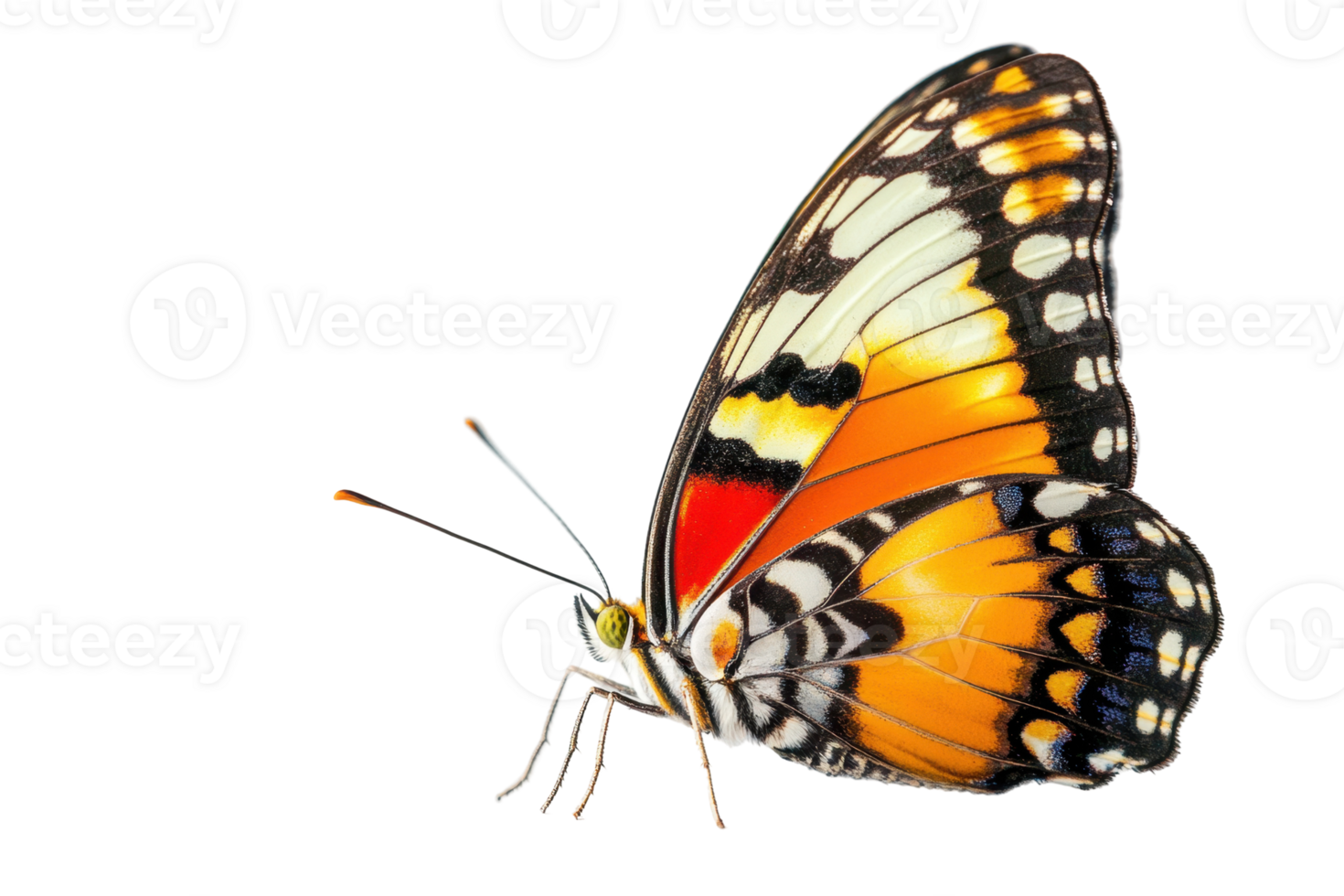 Vibrant butterfly wings displaying intricate patterns. png