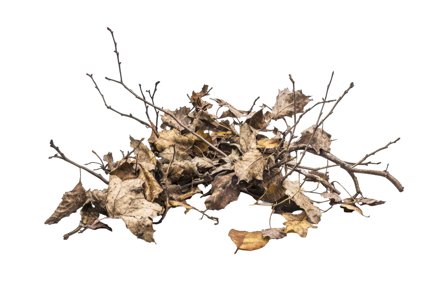 Abstract representation of withered branches and leaves. png