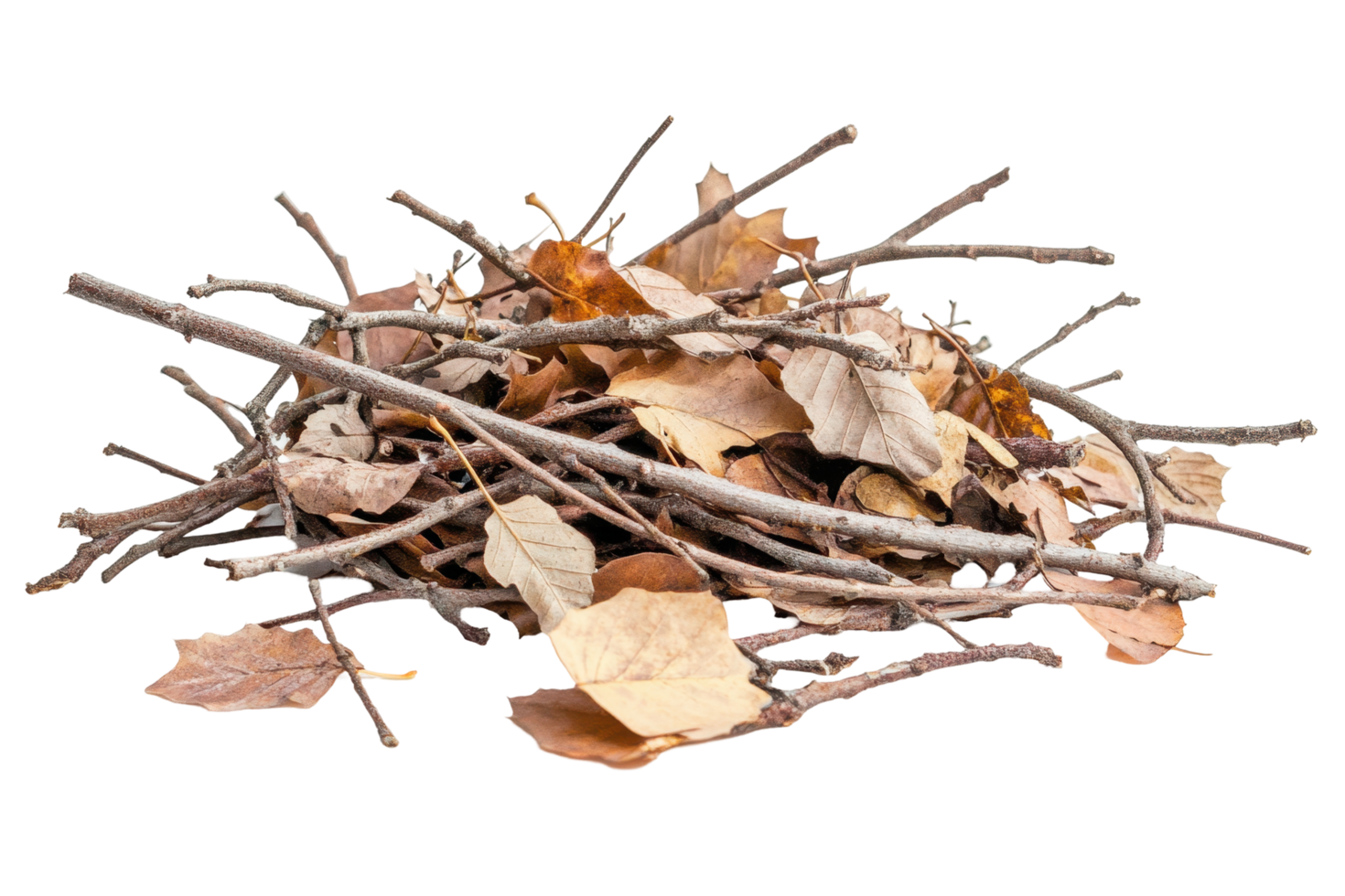 A collection of fallen autumn leaves and twigs. png
