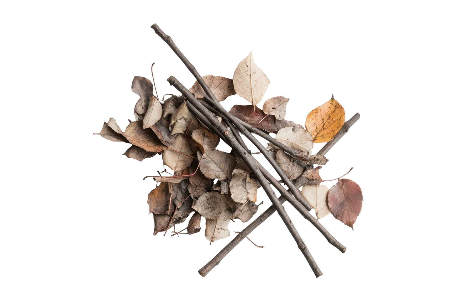 Abstract composition of nature's discarded elements. png